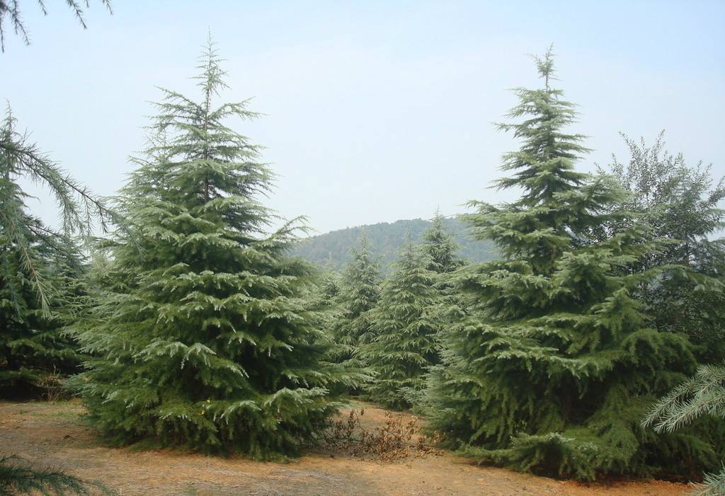 江苏靖江雪松工程苗